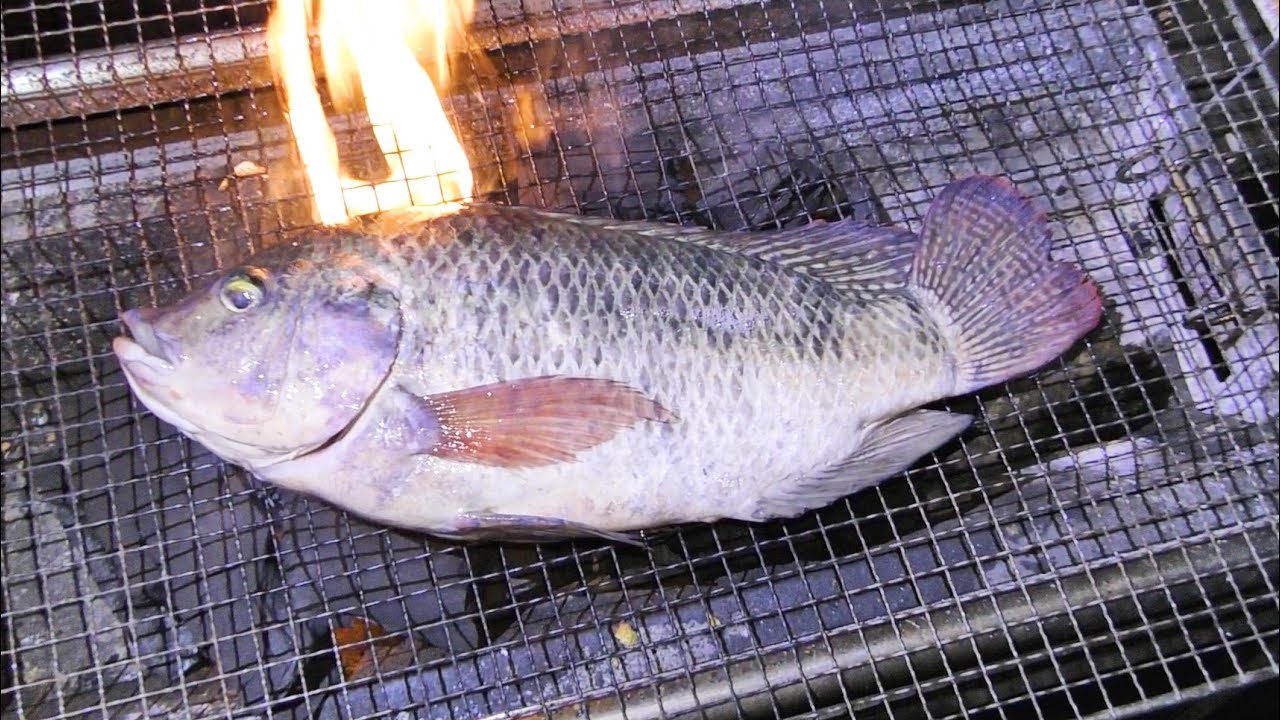 沖縄の巨大外来魚 ティラピアを食べてみた結果 Youtube