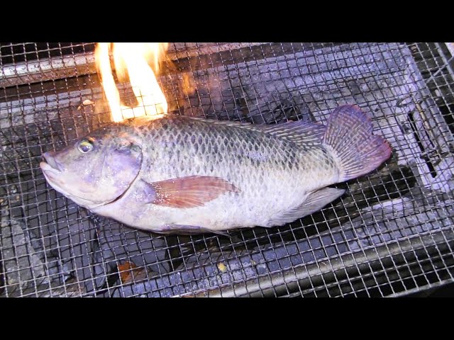 沖縄の巨大外来魚、ティラピアを食べてみた結果・・・！