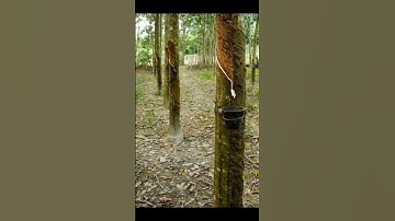 From Seed to Sap: Fascinating Journey of Rubber Tree and Harvesting Gum Sap