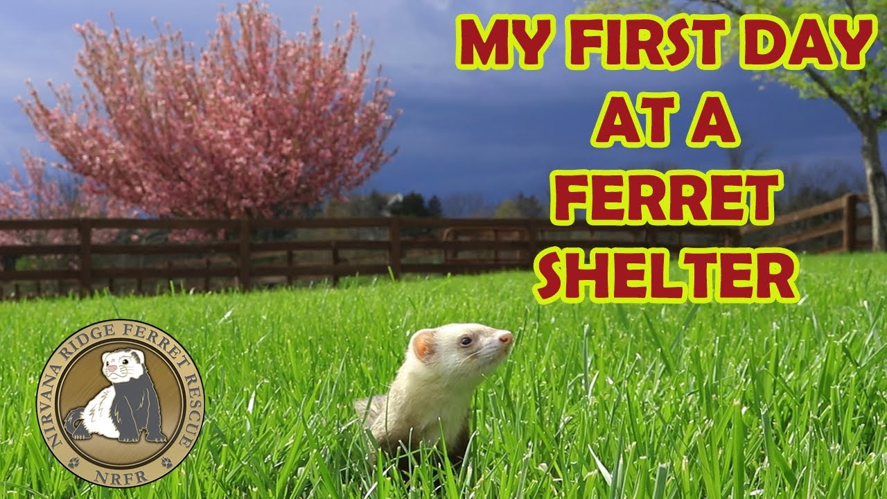 ferret shelter