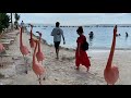 Renaissance Private Island, Flamingo Beach, ARUBA - YouTube