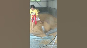 Wheat conveyor technology, good machinery and good tools to save time and effort