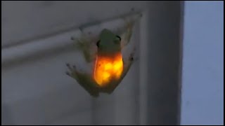 Frog eats firefly. #frog #amphibians