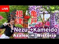 Nezu Shrine Asalea→ Kameido Shrine Wisteria 【Flower Hopping】