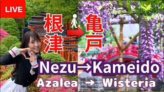 Nezu Shrine Asalea→ Kameido Shrine Wisteria 【Flower Hopping】