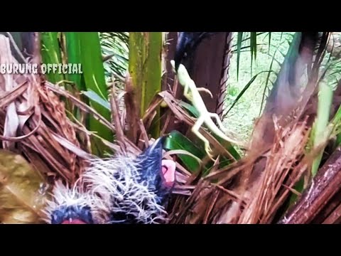 ANAK BURUNG BUBUT RAKUS DI KASIH SAJIAN KADAL BUNGLON - YouTube