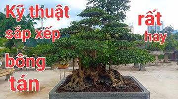 Kỹ thuật sắp xếp bông tán cây rất hay