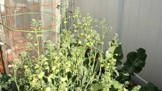 Vegetable garden 6.avi