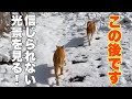 雪の山奥!大はしゃぎでマッハのダッシュ!そんな猫兄妹に残酷な結末!