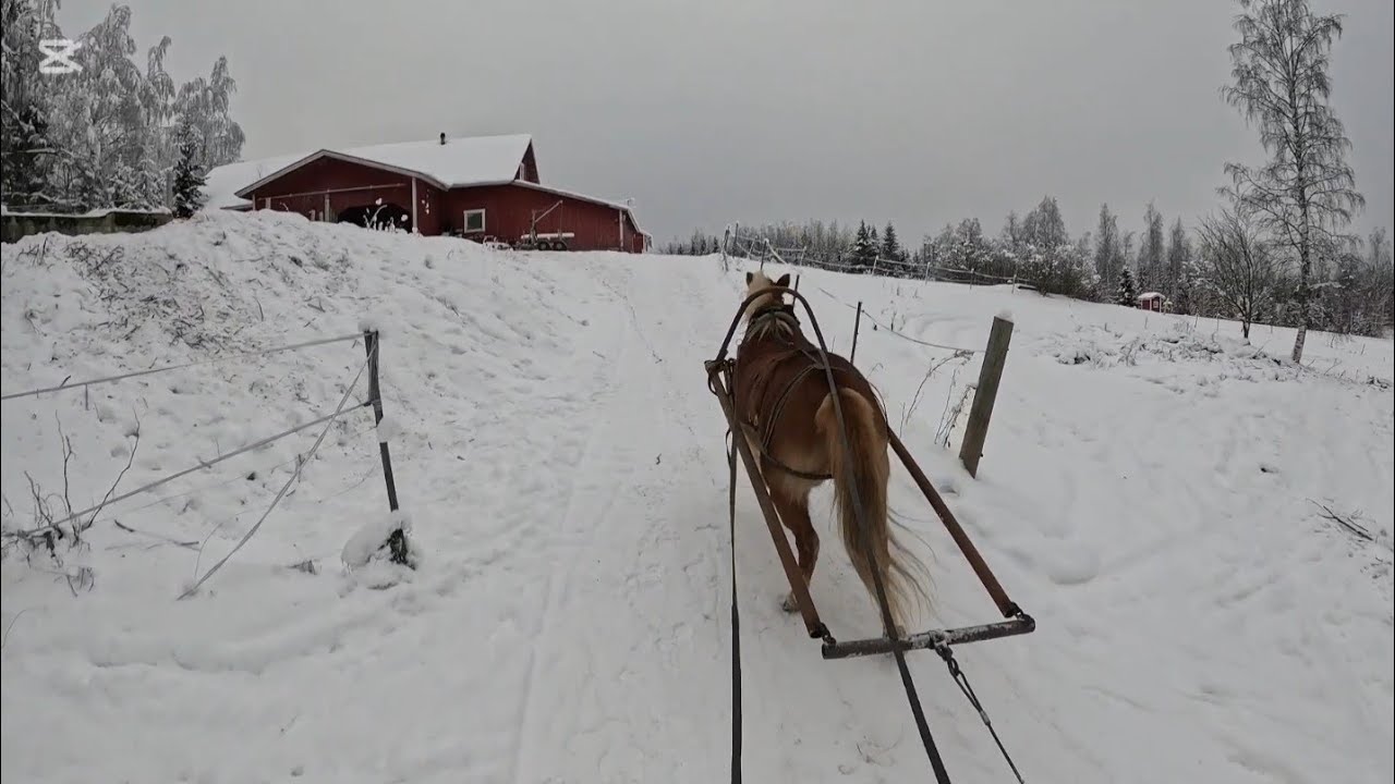 Suomenhevonen ja juontoaisat.