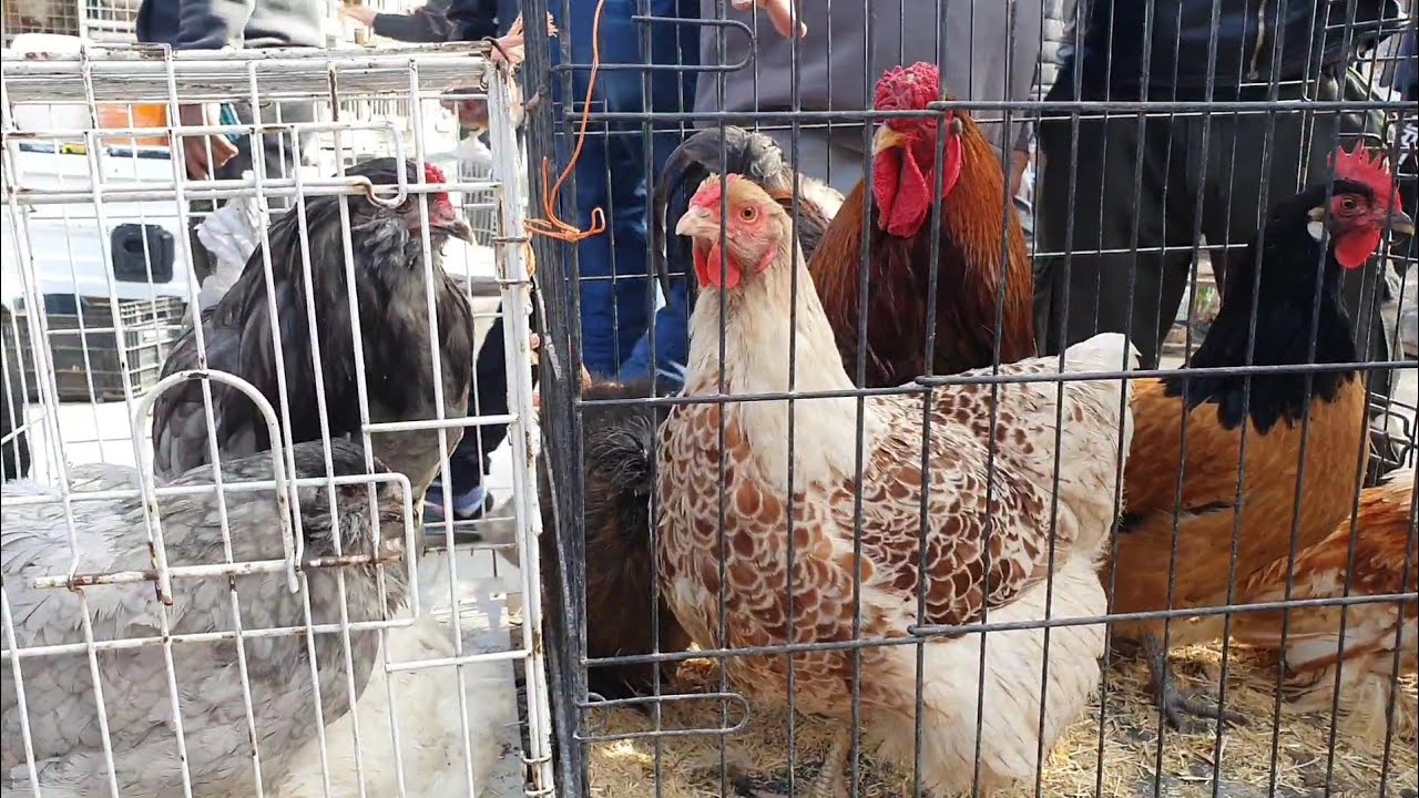 17 MART ADANA TAVUK KUŞ PAZARI @ResulHOY