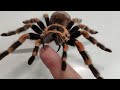 Размеры паука Brachypelma hamorii  Размеры паука птицееда