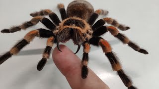 Размеры паука Brachypelma hamorii. Размеры паука птицееда