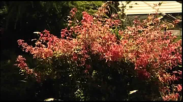 Proč je japonský javor choulostivý?