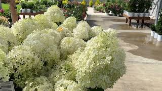 The New Puffer Fish Hydrangea