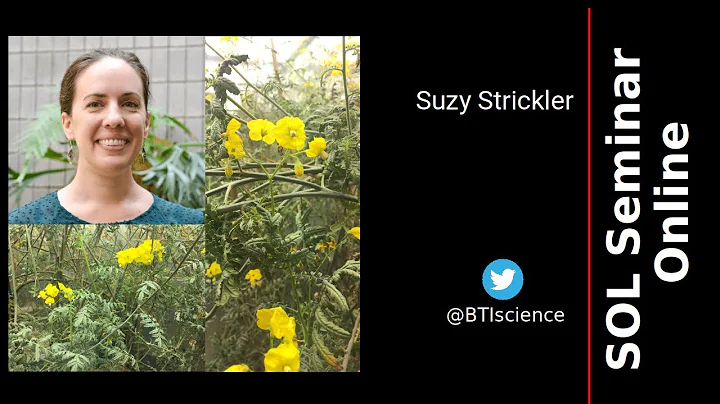 Suzy Strickler - A Solanum lycopersicoides referen...