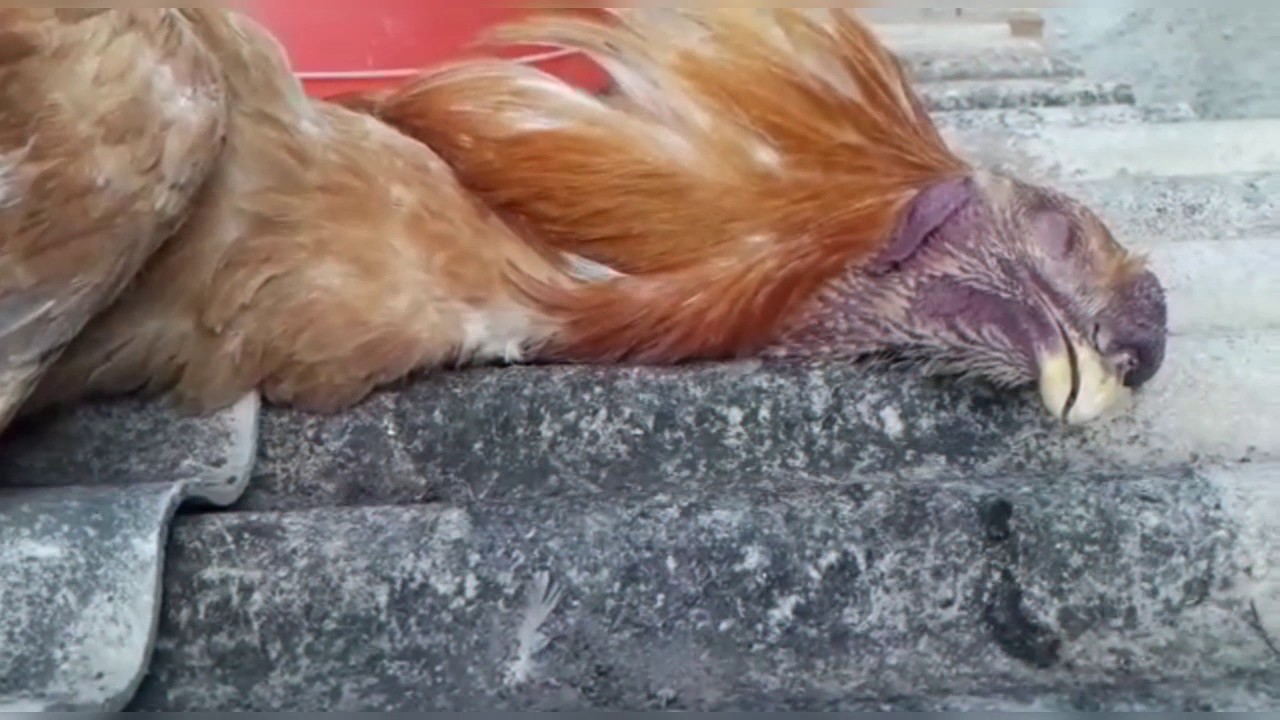 VEJA O QUE ACONTECEU COM ESSE GALO ! INFARTO NO ÍNDIO GIGANTE galinha estufada