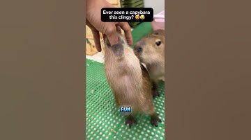 Thumb Love ❤️ #capybara #カピバラさん #animals #funny #cute #memes #viral #fypシ #viral #shorts #ytshorts