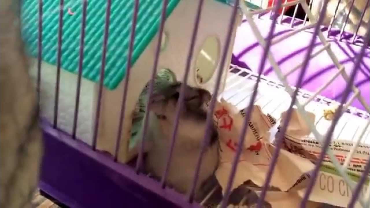 ангорский хомяк. хомяк издает странные звуки. зубы хомяка джунгарика. хомяк пищит. хомяк сериский ижьунгарик.