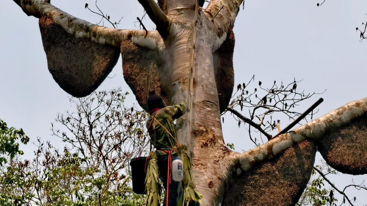 Ep4 ต้นนี้ซื้อ8000 กับทีมงาน9คนจะคุ้มไหมไปลุ้นกัน#​พรานน้อย​# ตีผึ้ง​หลวง​ #​ วิถี​ชาวบ้าน​#น้ำผึ้ง​