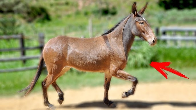 Kan M bilan jinsiy aloqa video