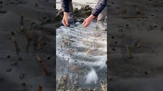 Tourist Finds Strange Creatures Hidden Under the Beach!