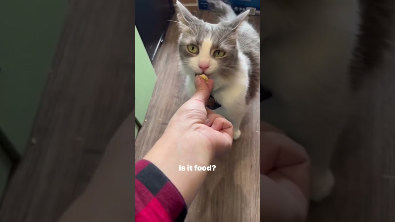 Adventure Cat Training | Part I