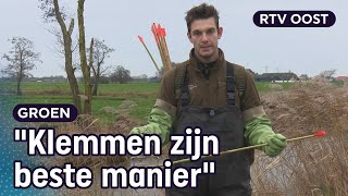 Zo vangt het waterschap muskusratten om dijken te beschermen | RTV Oost