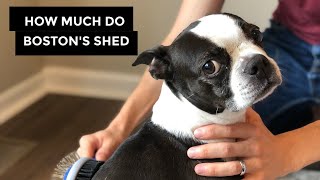 Do Boston Terriers Shed? Tips To Reduce Dog Hair In Your Home!