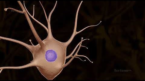 Structure of neurons |class 11 neet neural control and coordination| 3D animation #neet2023
