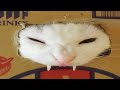 BEST CAT MEMES COMPILATION OF 2020 - 2021 PART 57 (FUNNY CATS)