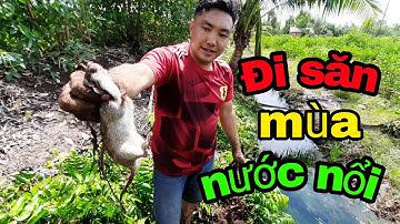 Săn Chuột Mùa Nước Nổi Trúng Đậm  / Gặp Gì Bắt Đó