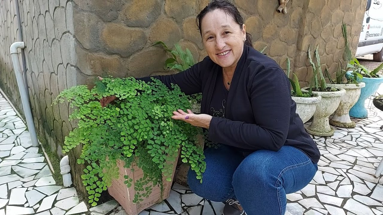 SAIBA COMO CULTIVAR A AVENCA DO JEITO CERTO