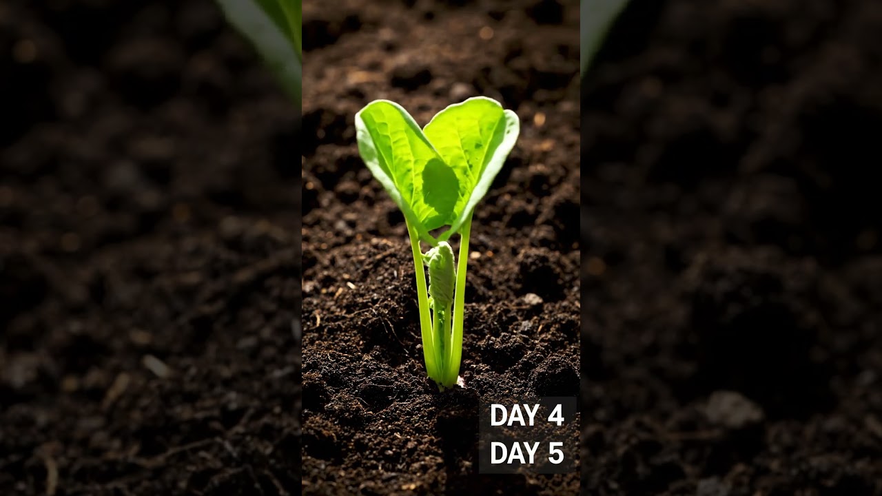 Turnip time-lapse from first day to 20 days | GreenMotion Studio 