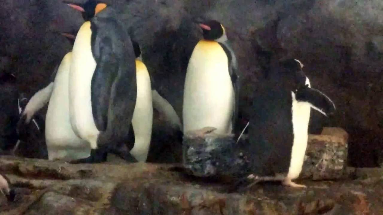 Cute penguins at St louis zoo - YouTube