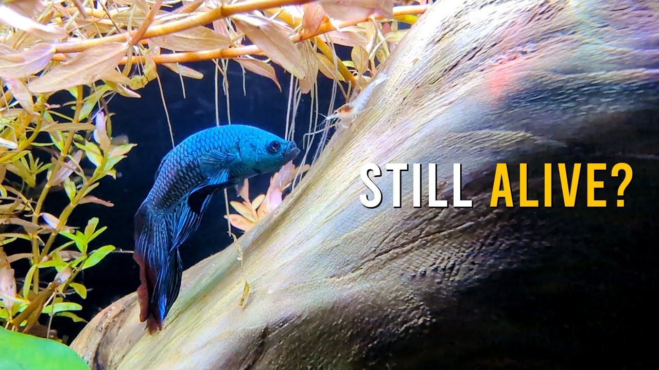 Betta, Shrimp & Pygmy Corys Together? 245 Days Later!