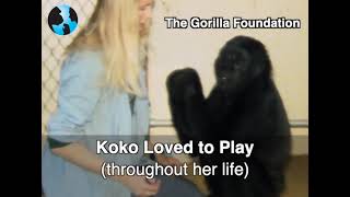 Reflections on Koko's Playfulness by kokoflix 2,636 views 9 months ago 3 minutes, 36 seconds