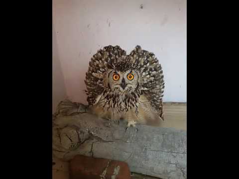 Indian Eagle Owl Rescued 