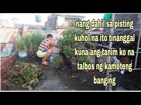 nang dahil sa pisting kuhol na ito tinanggal kuna ang tanim ko na talbos ng kamoteng banging
