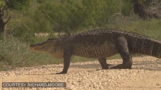 What You Need to Know About South Texas Gators and Snakes