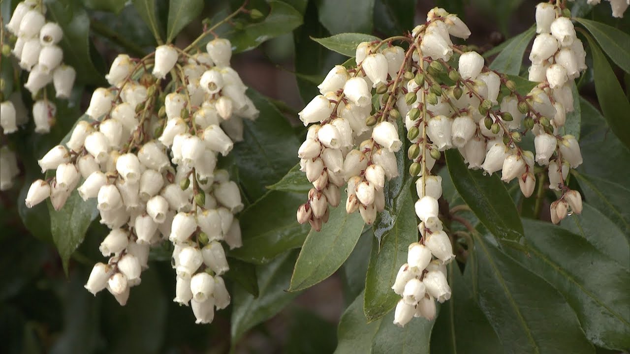 スズランに似た形 早春に鈴なりの花をつけるアセビの木 岡山 赤磐市 Youtube