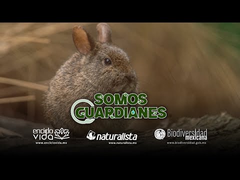 Conejo de los volcanes o teporingo