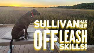 Sullivan the Grey Hound Mix, Before and After Training by Off Leash K9 Training of the LowCountry 103 views 3 years ago 8 minutes, 56 seconds