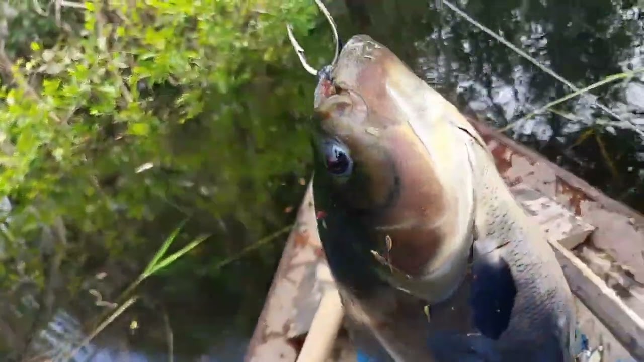 Mas uma aventura de caniço 