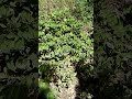 Красивое растение дикой вербены в горном лесу Beautiful wild verbena plant in mountain forest 山の森の美し