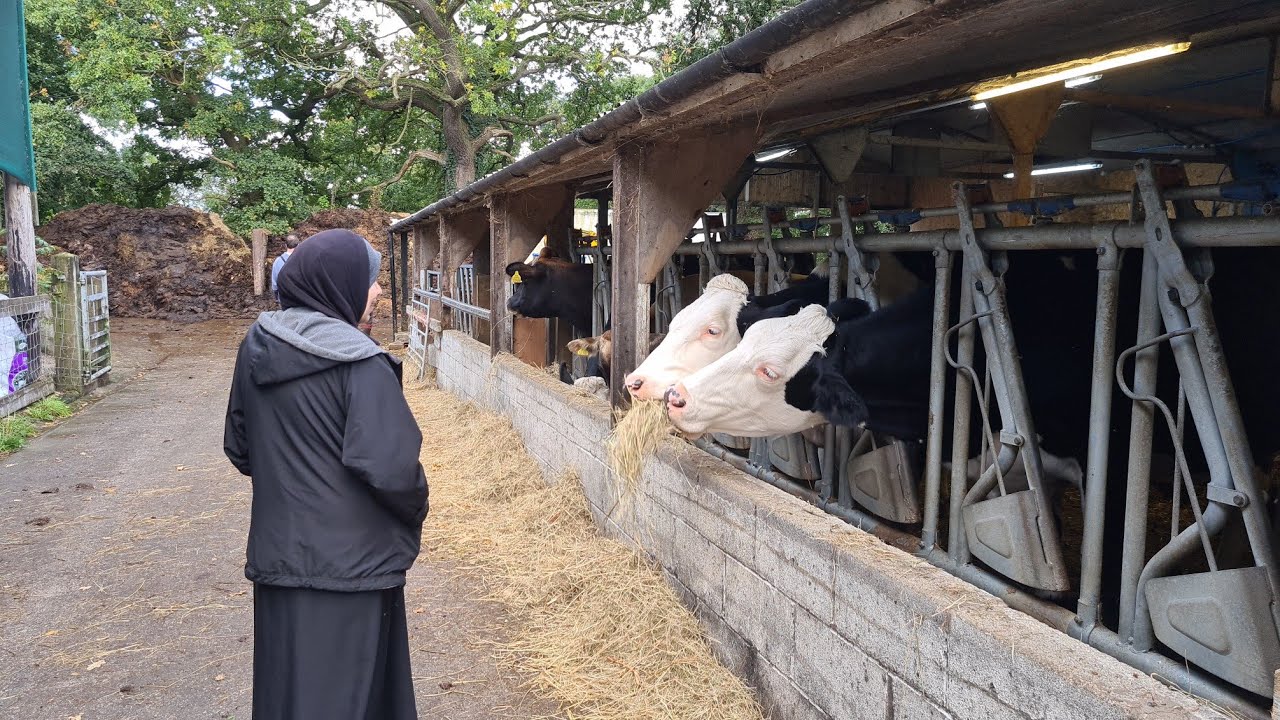 زيارة مزرعة الأبقار😍حلبنا البقرة وشربنا الحليب الطازج من الأبقار😍شاهد كيف يحلب الحليب في بريطانيا
