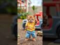Pet Dance |#Cat #Dance #AdorableAnimals #petdance  #cute #kitten