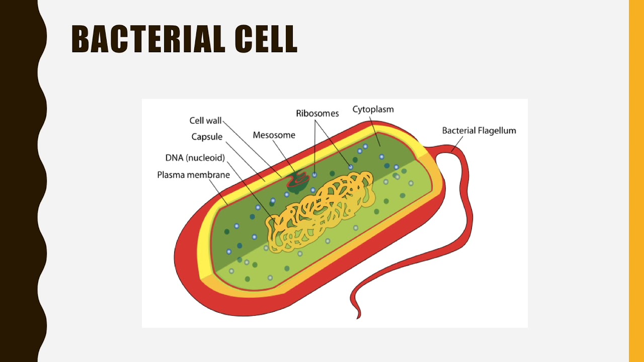 Клетка бактерий рибосомы. Строение клеточной стенки бактериальной клетки. Фибриллярный нуклеоид. Структура бактериальной клетки нуклеоид. Макет бактериальной клетки.