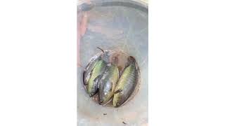 Masih Dispot Yg Kemaren Mancing Ikan Betok Yg Montok.