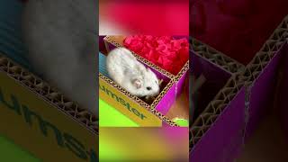 Diy Hamster Maze
